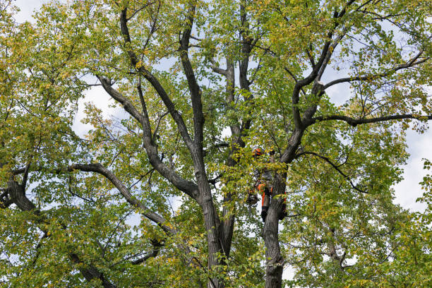 Best Root Management and Removal  in Valley Park, MO